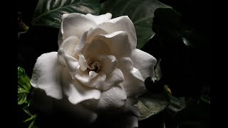 Gardenia  Rosal Gardenia jasminoides [upl. by Iur]