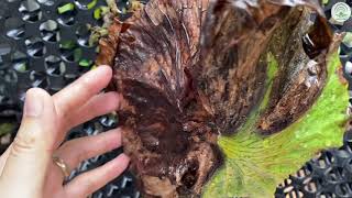 Platycerium  Staghorn Watering Tips  EP 95 [upl. by Zarla]