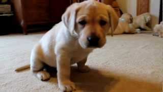 Yellow Labrador Retriever Puppies playing 6 weeks CUTE explosion BucABuc Farm [upl. by Xirdnek63]