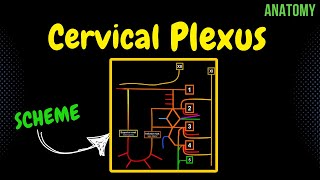 Cervical Plexus EASY Scheme  Anatomy [upl. by Adnwahsar]