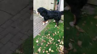 Egon hat kein bock mehr Egonshorts shortvideo youtubeshorts funnymemes egonshorts funny [upl. by Seuqirdor]