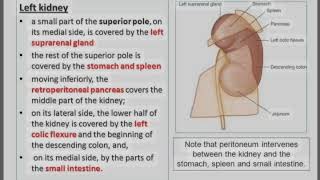 RELATION OF KIDNEYDIAGRAM OF LEFT KIDNEYLEFT KIDNEY ☝🏻 [upl. by Chick]