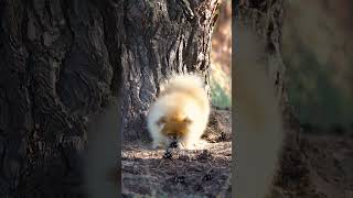 The young Pomeranian Spitz pomeranian poms pom pomspitz pomeranianpuppy [upl. by Cheney775]