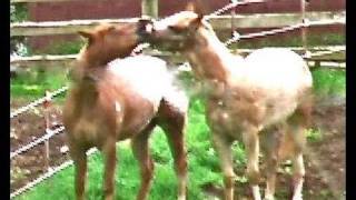 Horse Fight White Horse Appaloosa Newborn Colt foal Western [upl. by Shoifet]