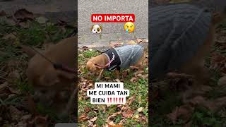 QUE ME HACE ROPITAS PARA CUANDO TENGO FRÍO 😅🥰🫶♥️shorts video funny dog comedy memes humor [upl. by Gaylor604]