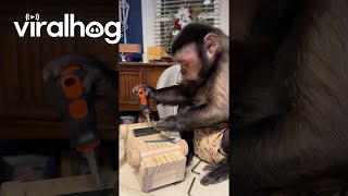 Capuchin Monkey Is Hard at Work  ViralHog [upl. by Storz750]