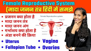 Female Reproductive System In Hindi  Menstrual Cycle  Uterus  Ovary  Fallopian Tube  Ovulation [upl. by Michelina56]