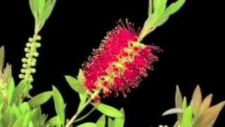 Callistemon [upl. by Hakkeber]