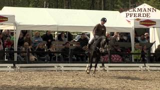 quotMagic Cornflakesquot v MirakulixNibelungenheld  Hf Turnier Lastrup 2014  Böckmann Pferde [upl. by Nnylrats]