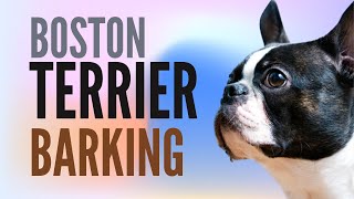 Boston Terrier Barking Way Too Much  2 Minutes [upl. by Ahseikram402]