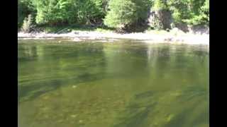 Fly Fishing Atlantic Salmon  Peche au Saumon Atlantique Grand Cascapedia Quebec [upl. by Wooldridge]