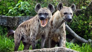 Hyena sounds and photos [upl. by Areic458]