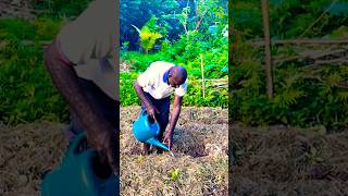 Bed making mulching beds watering veggies and weeding Rural vegetable garden short [upl. by Rothenberg]