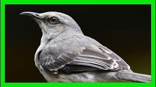 Northern Mockingbird Song Sound Voice Call Melody  Sinsonte Canto  Mimus Polyglottos [upl. by Fanni426]