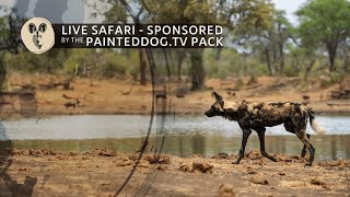 LIVE Safari Sponsored by the Painteddogtv Pack  14 April 2024 [upl. by Akcirehs]