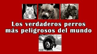 Los 4 Perros más Bravos peligrosos y peleadores de la historia [upl. by Merkley]