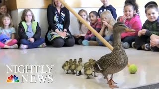 Kindergarteners Watch Annual Duck Parade  NBC Nightly News [upl. by Howland659]