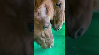 Baby Horses Get A FRESH DRINK OF WATER🫶 shorts horselife farmlife horseriding foal horse [upl. by Gwenora]