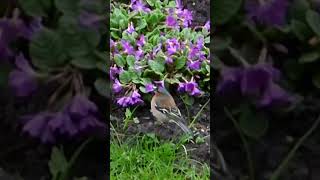 Beautiful Garden Bird Common Chaffinch bird ytshort shorts [upl. by Oneil970]