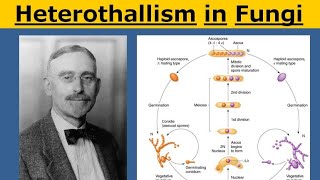 Heterothallism in Fungi [upl. by Archer]