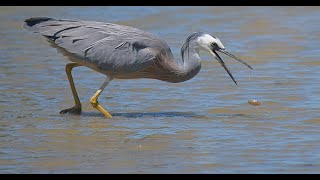 Whitefaced Heron Feeding  Ahuriri Estuary [upl. by Annyahs]