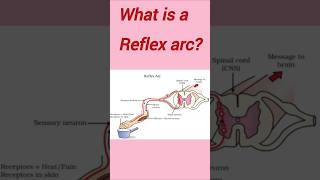 Reflex arc and its components 10th class science easy trending short [upl. by Ahsla]