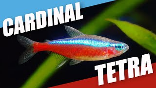 Species Spotlight  Cardinal Tetra [upl. by Pliske603]