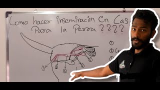 Como hacer inseminación en casa para la perra o hembra [upl. by Ppik]