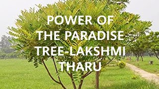 POWER OF LAKSHMI THARUTHE WONDER PLANTAnti cancerousSimarouba glaucaThe tree of paradise [upl. by Emirak]