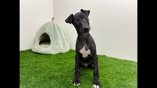 🐶 Whippet 🐶 reu 🐶 PUP ID 010643152 🐶 [upl. by Murvyn]