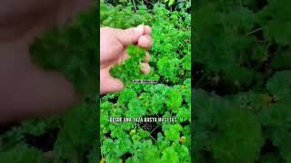 verduras y hortaliças que puedes CULTIVAR en todo el AÑO🗓️✅ top tips shortsfeed recommended [upl. by Mctyre1]