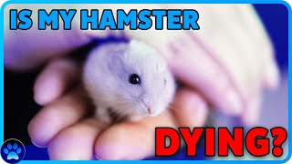 IS MY HAMSTER DYING  Hamster Illnesses  How To Tell If A Hamster is Dying  Hamster Care [upl. by Acina]