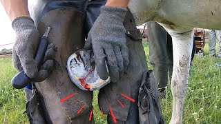 This horse COULDNT walk horses hoof was ROTTEN the smell was HORRIBLE [upl. by Yddor]