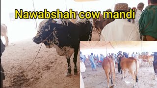 Nawabshah cow mandi 28 52023 [upl. by Griseldis]