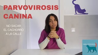 PARVOVIRUS EN PERROS 🐶  Síntomas prevención y tratamiento [upl. by Sucramrej976]