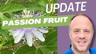 Maypop Passion Fruit from Seeds Update Passiflora Incarnata [upl. by Tedi]