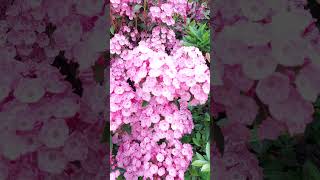 Kalmia latifolia 산월계수 nature garden spring flowers [upl. by Airamanna]