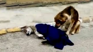 Tearful story A male dog cries and begs passersby to help his mate but to no avail [upl. by Adnalue]