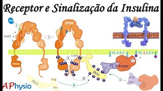 Insulina  Receptor e Vias de Sinalização [upl. by Nonnair]