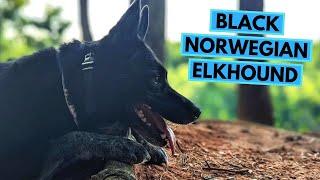 Black Norwegian Elkhound  TOP 10 Interesting Facts [upl. by Enerehs]