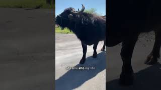 1800lbs Buffalo is a cuddle bug [upl. by Raouf]