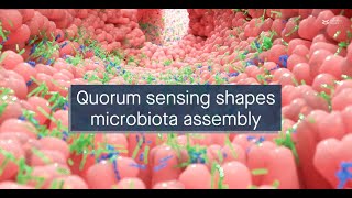 A longitudinal quorum sensing network mediates oral biofilm microbiota assembly [upl. by Eipper261]