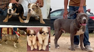 Exotic Dogs in Bathinda Dog Show Punjab November 2024🔥Puppy market at Cheap price  Dhanoa kennel ❤️ [upl. by Enehs894]