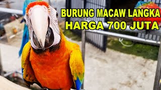 Macaw Langka Eksotik Harga 700 Juta [upl. by Ansilma636]