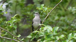 The song of the Northern Mockingbird  Bird Sounds  10 Hours [upl. by Ariahay]