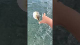 Puffer fish are dangerous😰 [upl. by Fleeman372]