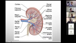 Renal ultrasound [upl. by August887]