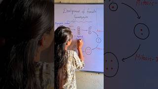 Development of female Gametophyte  Embryo sac embryos shorts biologybitesbylaxmi [upl. by Nakasuji]