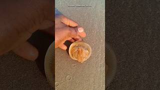 baby jellyfish returned to their sea jellyfish shorts sea [upl. by Carmelita]