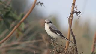 Lesser grey shrike Lanius minor  חנקן שחור מצח [upl. by Auehsoj]